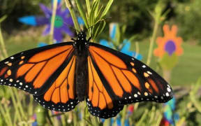 Monarch butterfly