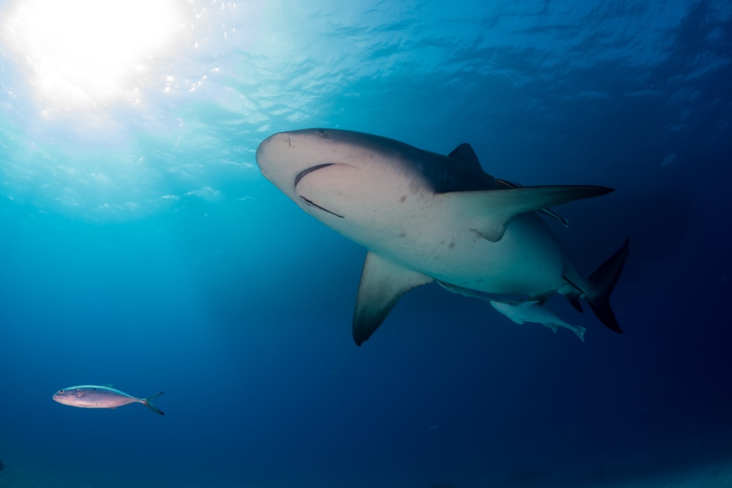 Bull shark.