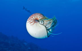 A Nautilus