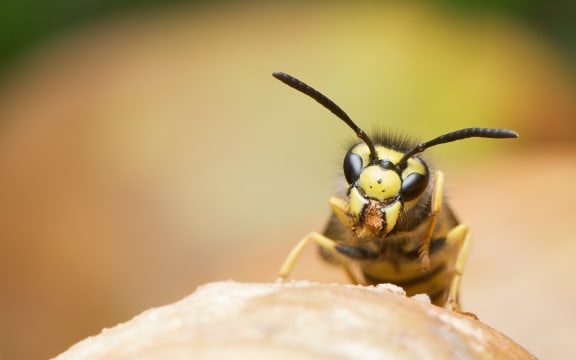 German wasp