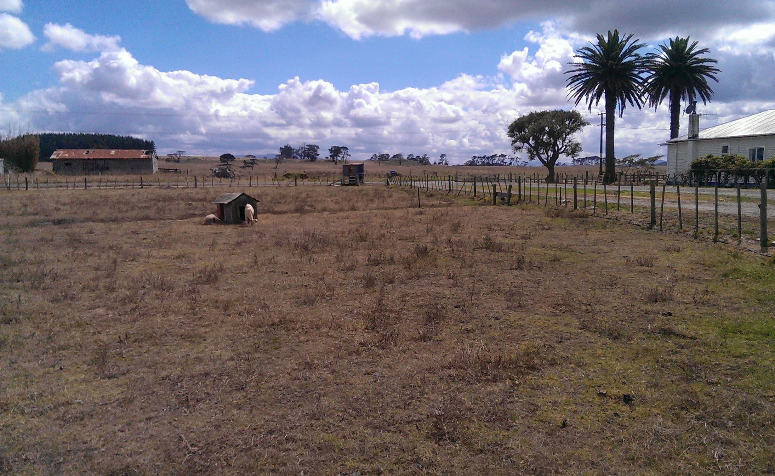 Dry pasture in Dargaville.