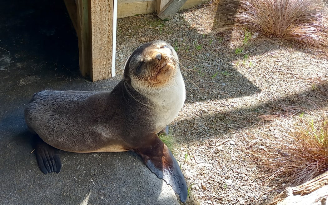 Ruben weighed 7kg when he was found.