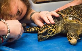 Auckland Zoo Resident Vet Lydia Uddstrom inspecting a turtle that was rescued from 90 mile beach.