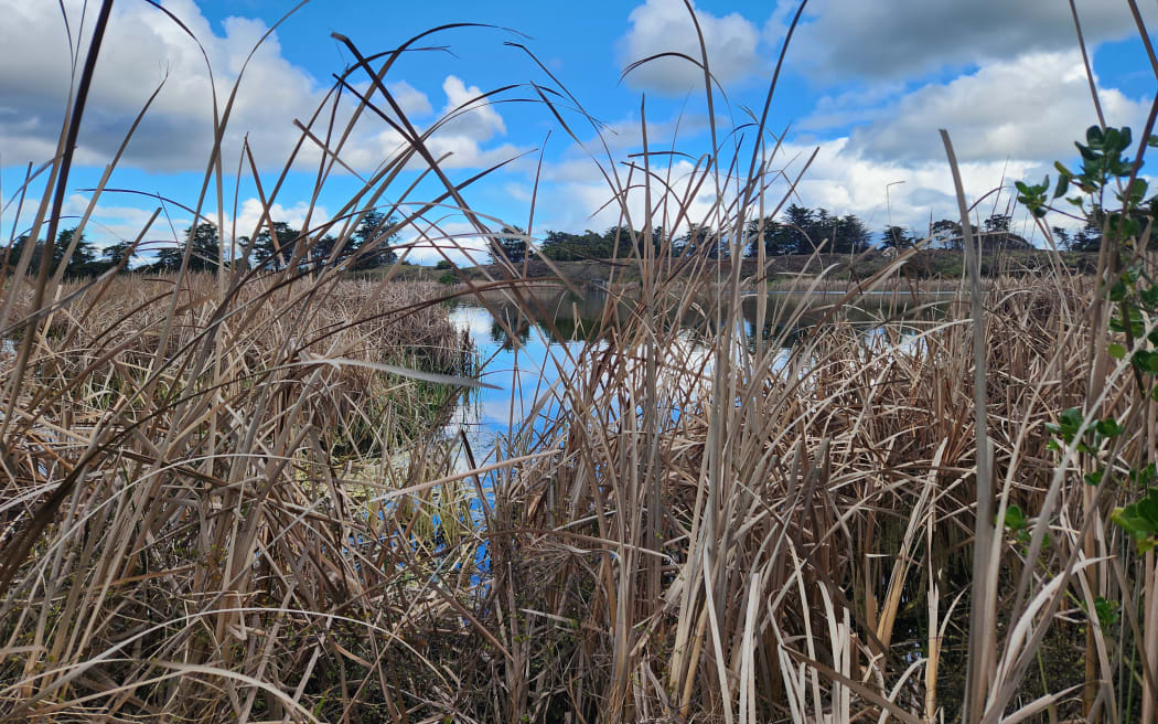 Okorero -Thornton Lagoon seen through the surrounding vegetation