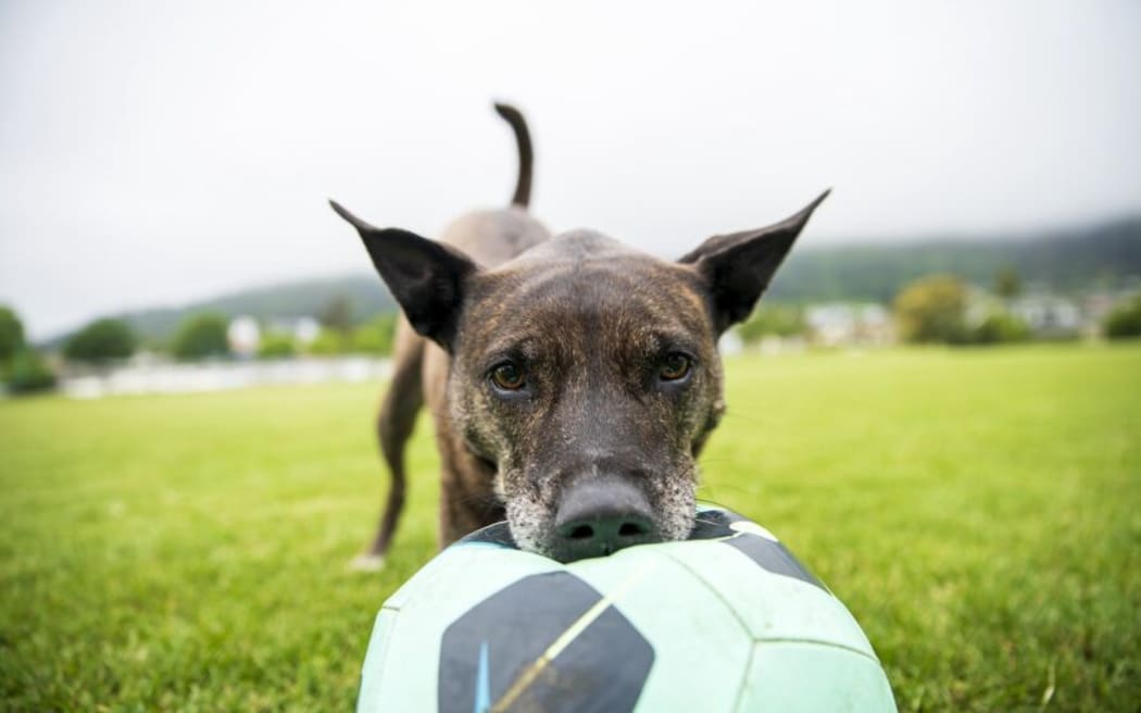 LDR SINGLE USE - DOG FINES