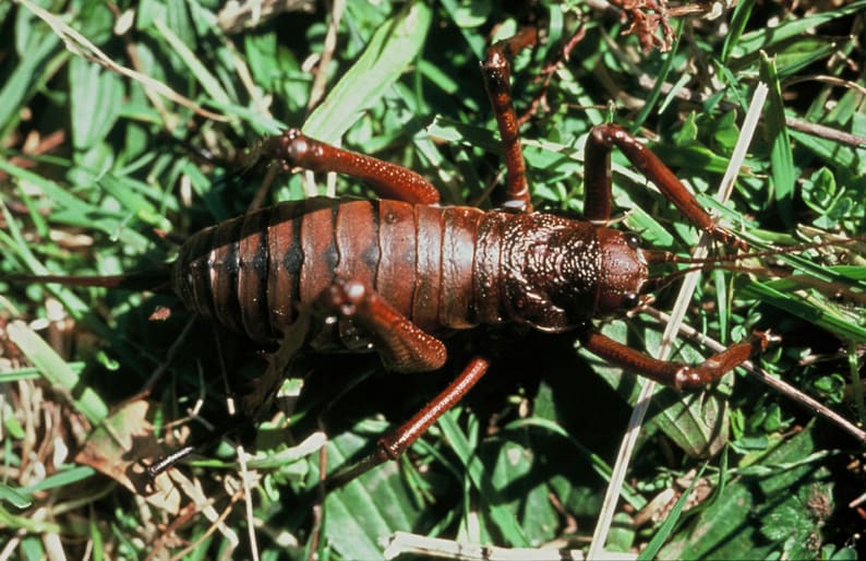 Mahoenui giant weta