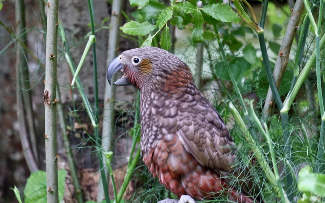 Kaka