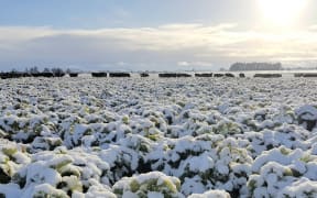 Cattle in the snow on Blair Drysdale's farm in Southland.